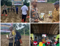 Dukung Program Asta Cita Presiden dan Wakil Presiden RI, Polres Buru Selatan Melaksanakan Penanaman Jagung Serentak