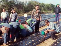 Bupati Humbahas Dukung Swasembada Pangan, Dorong Produksi Bawang Lewat Penangkaran