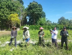 Warga Binaan Lapas Namlea Gelar Panen Semangka
