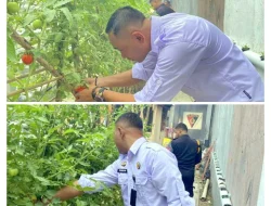 Dengan Semangat Kemandirian dan Produktivitas, Warga Binaan Lapas Wahai Lakukan Panen Tomat